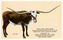 Load image into Gallery viewer, Texas Longhorn Steer Magnet
