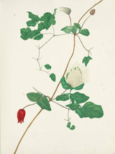 Load image into Gallery viewer, Texas Wild Flowers