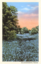 Load image into Gallery viewer, Bluebonnets, Texas Postcard