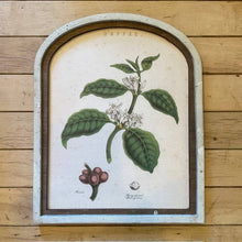 Load image into Gallery viewer, Coffee Botanical Canvas Print Framed in Arch