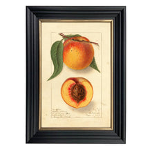 Load image into Gallery viewer, Highland Beauty Peach Botanical Framed Vintage Wall ArtPrint: Black Gold Wood Print / 6.75″ x 10″