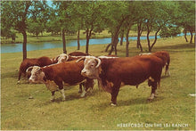 Load image into Gallery viewer, Postcard PR-59 Hereford Cattle at LBJ Ranch