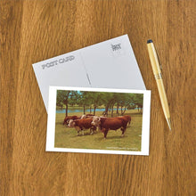Load image into Gallery viewer, Postcard PR-59 Hereford Cattle at LBJ Ranch
