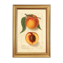 Load image into Gallery viewer, Highland Beauty Peach Botanical Framed Vintage Wall ArtPrint: Black Gold Wood Print / 6.75″ x 10″
