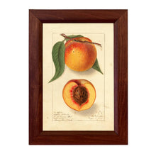 Load image into Gallery viewer, Highland Beauty Peach Botanical Framed Vintage Wall ArtPrint: Black Gold Wood Print / 6.75″ x 10″
