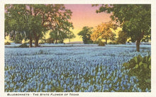Load image into Gallery viewer, Blue Bonnets, State Flower of Texas Postcard
