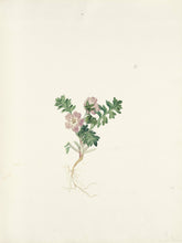 Load image into Gallery viewer, Texas Wild Flowers
