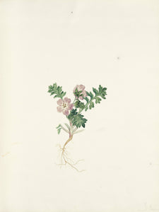 Texas Wild Flowers