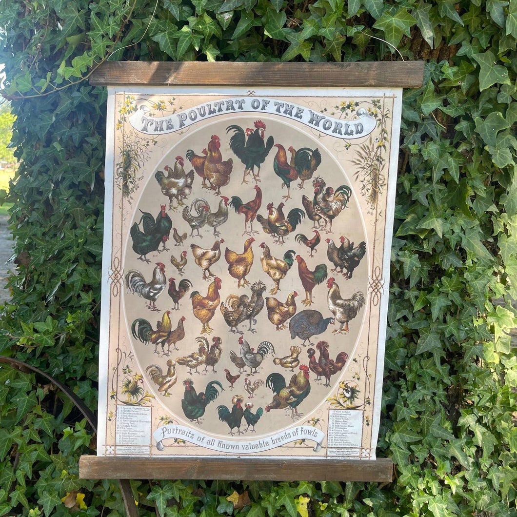 The Poultry of the World Canvas Hanging Print